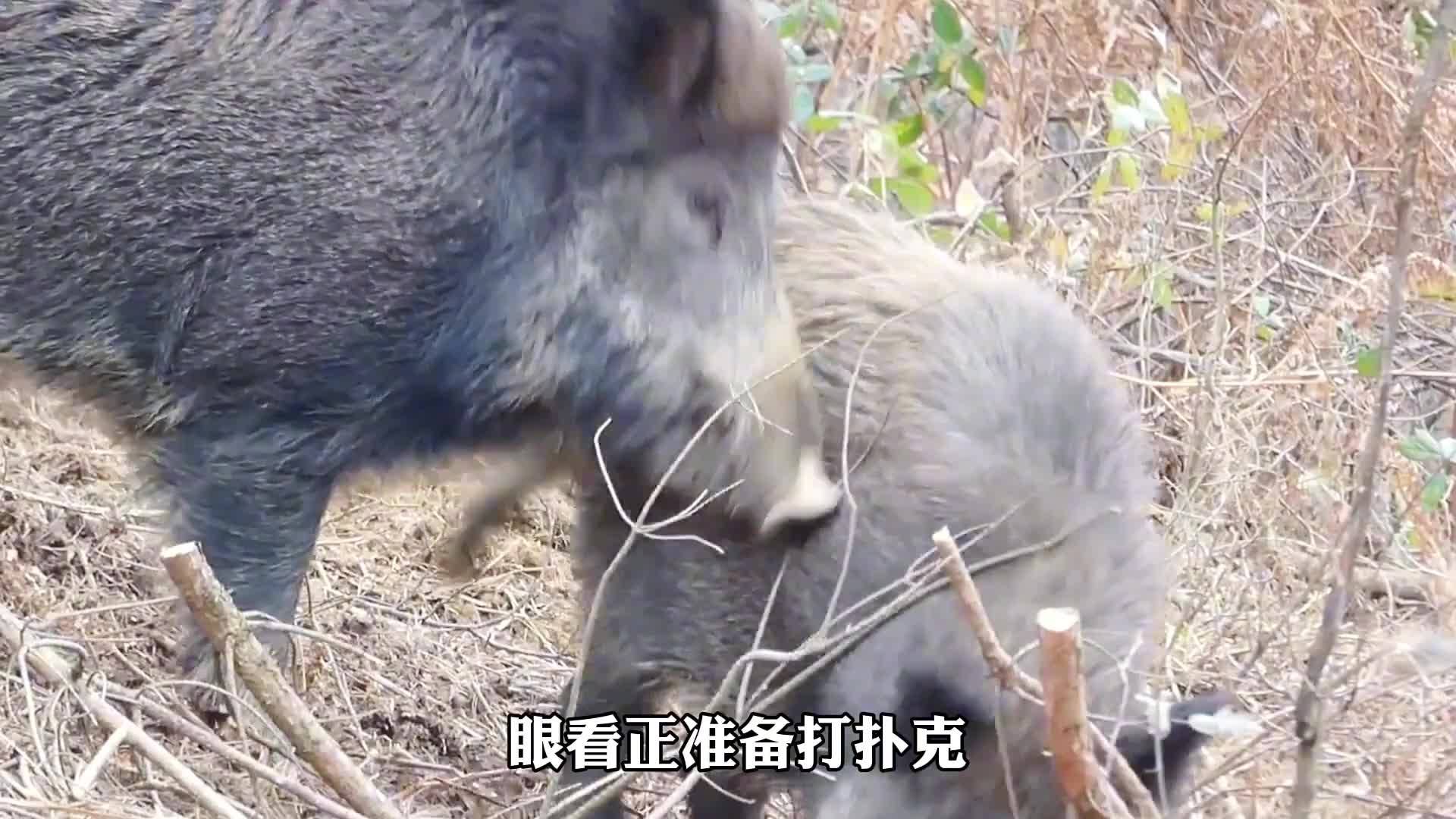 风水学与山猪的神秘联系  风水学山猪