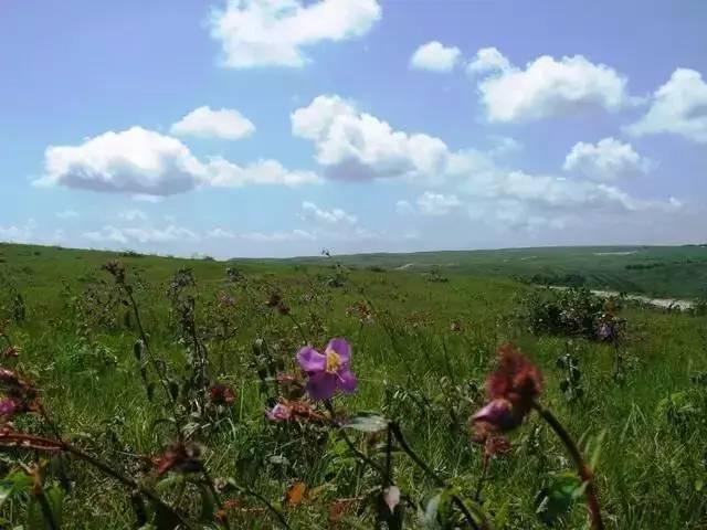 野花视频，高清免费在线观看体验  野花视频在线观看免费播放高清版