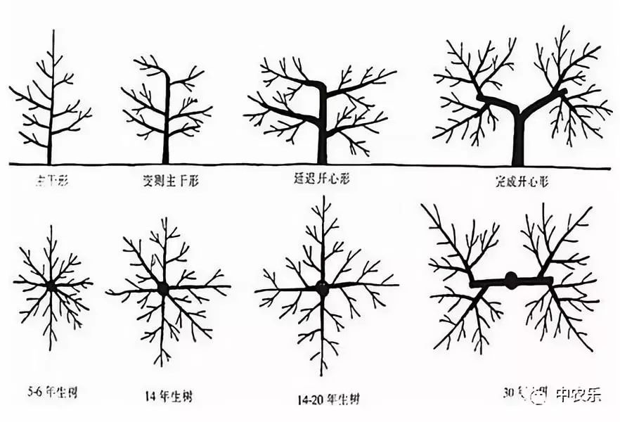 苹果树修剪技巧全解析——从视频中学习如何正确修剪  苹果树修剪视频