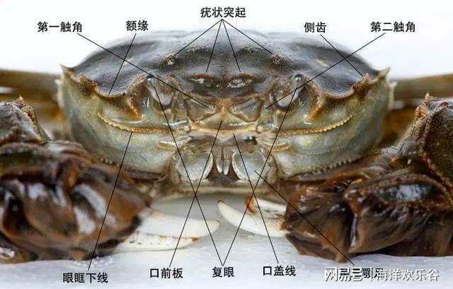 揭秘海洋生物，螃蟹的腮究竟长在哪里？  螃蟹的腮长在哪里